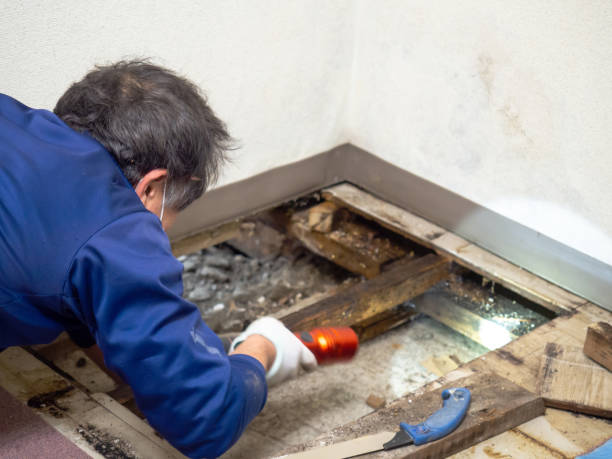 Best Mold Damage Repair  in East Quogue, NY