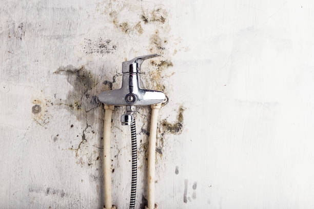 Best Certified Mold Removal  in East Quogue, NY