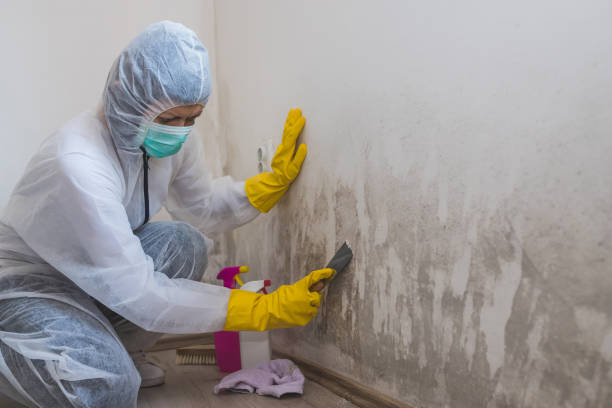 Attic Mold Removal in East Quogue, NY