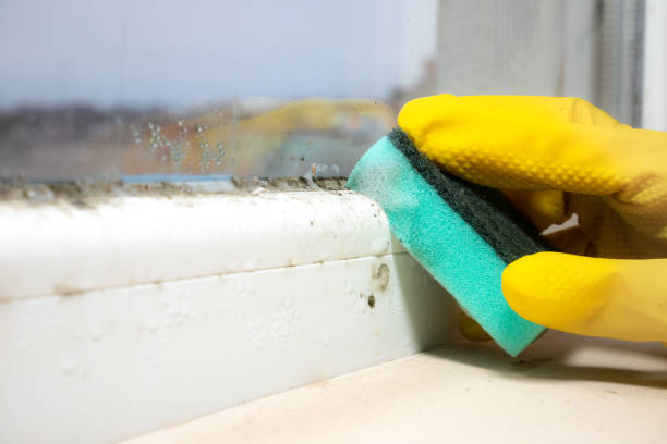 Best Mold Cleaning Services  in East Quogue, NY