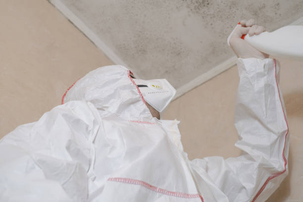 Best Professional Mold Removal  in East Quogue, NY
