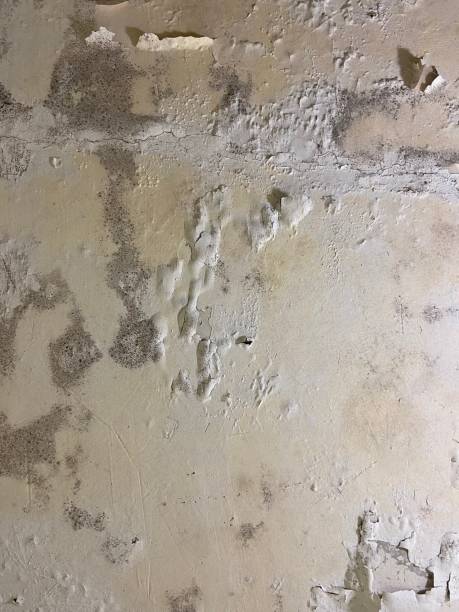 Mold Testing and Removal in East Quogue, NY