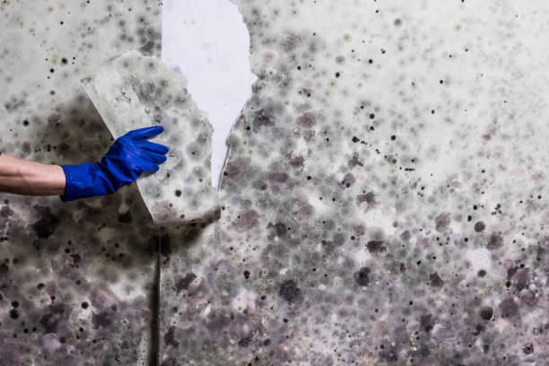Best Attic Mold Removal  in East Quogue, NY