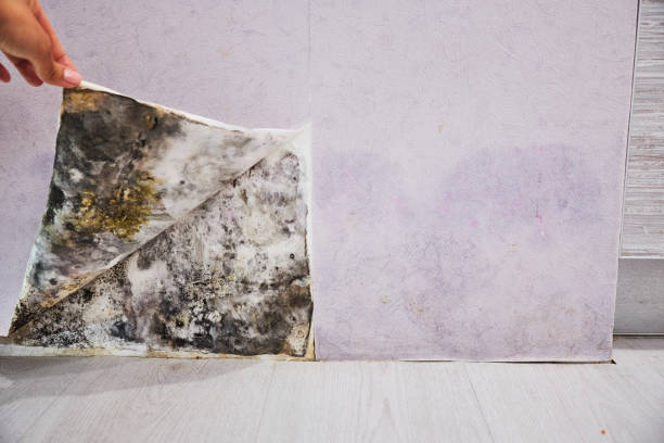 Best Crawl Space Mold Removal  in East Quogue, NY